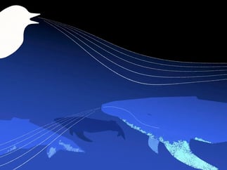 conceptual-illustration-of-a-songbird-s-silhouette-with-sound-lines-coming-from-its-mouth-these-lines-extend-into-abstract-oce